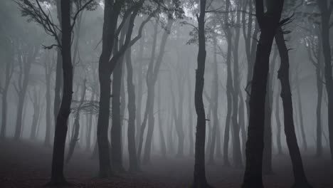 mystical forest scene with towering trees shrouded in dense fog, creating an ethereal and mysterious atmosphere. the soft light filters through the mist, enhancing the serene ambiance