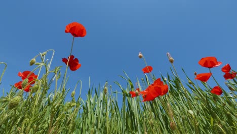 Amapolas-Rojas-Silvestres-De-La-Naturaleza-En-Cámara-Súper-Lenta-Tiro-De-ángulo-Bajo-Espacio-De-Copia-De-Cielo-Azul