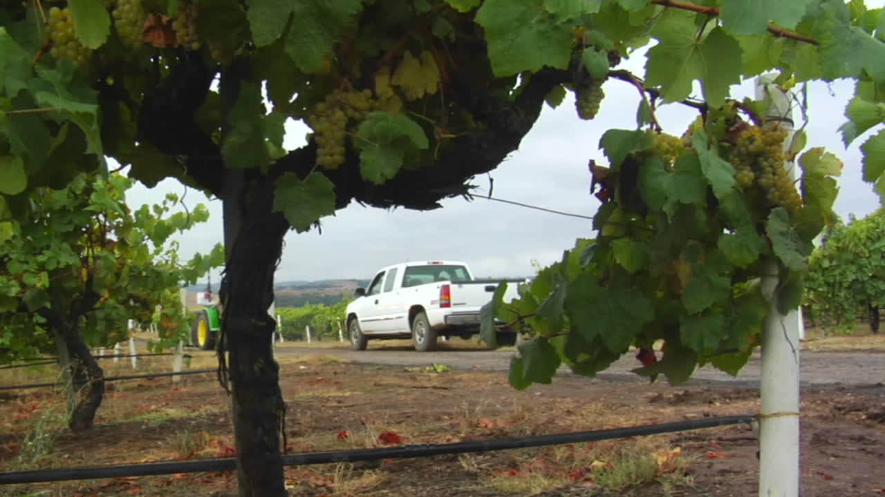 un tractor arrastra un contenedor de uvas durante la cosecha en un viñedo del condado de santa bárbara, california