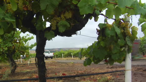 Un-Tractor-Arrastra-Una-Papelera-De-Uvas-Durante-La-Cosecha-En-Un-Viñedo-Del-Condado-De-Santa-Bárbara,-California