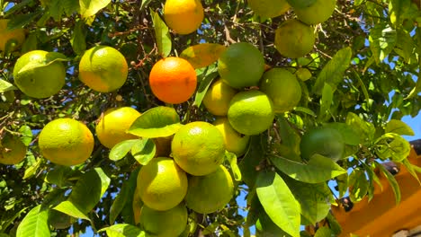 Orange tree with unripe yellow and green oranges in Marbella old town Spain, sunny day and blue sky, 4K tilting up