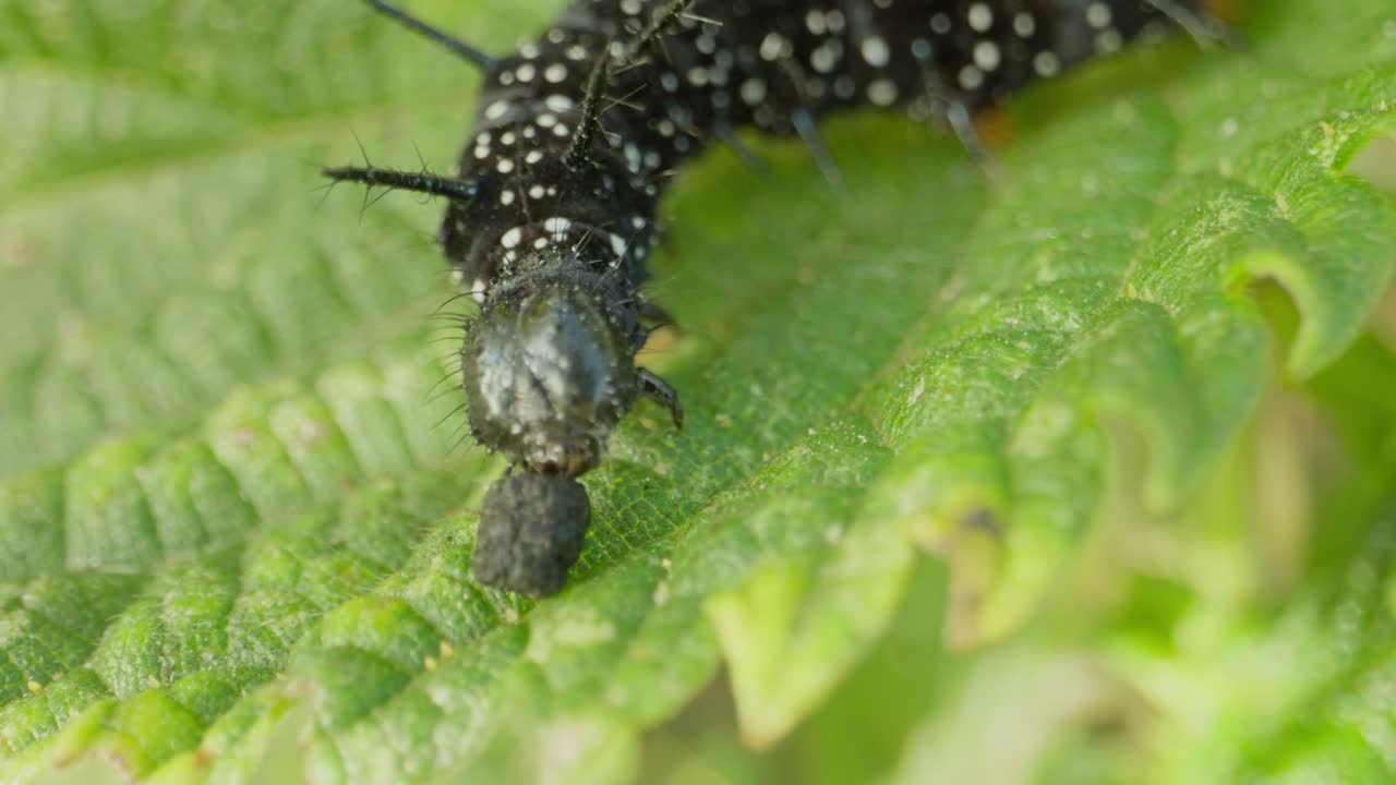 Black caterpillar exploring leaf edge, spines backlit slightly by sun