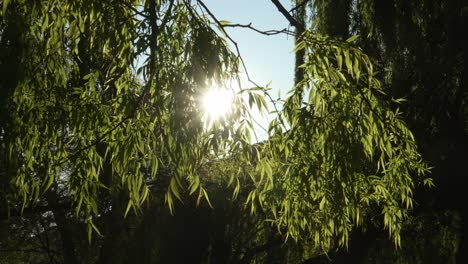 Lovely-scene-of-beautiful-sunset-or-sunrise-near-the-mountains-with-lonely-willow-tree