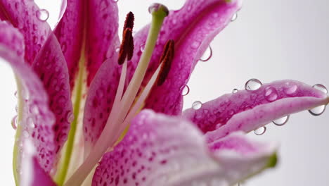 close-up of a pink lily with water droplets