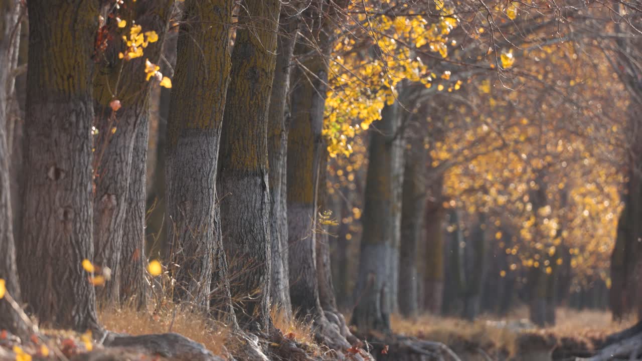 가을 아스펜 나무의 가벼운 바람 - 와이드 샷