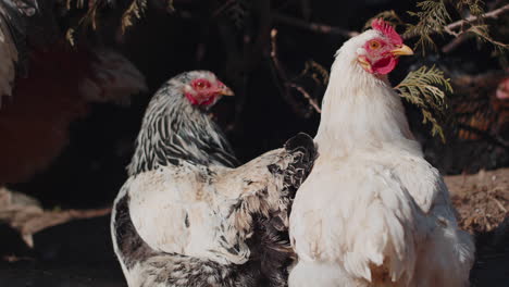 Two-domestic-chickens-and-roosters-relaxing,-walking-on-free-range-farm-near-tree-on-home-eco-farm