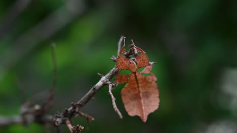 4k close up of javanese leaf insect phyllium pulchrifolium on a twig in a forest at 30fps shaking its body while hanging on a twig pretending to a leaf blown by the wind