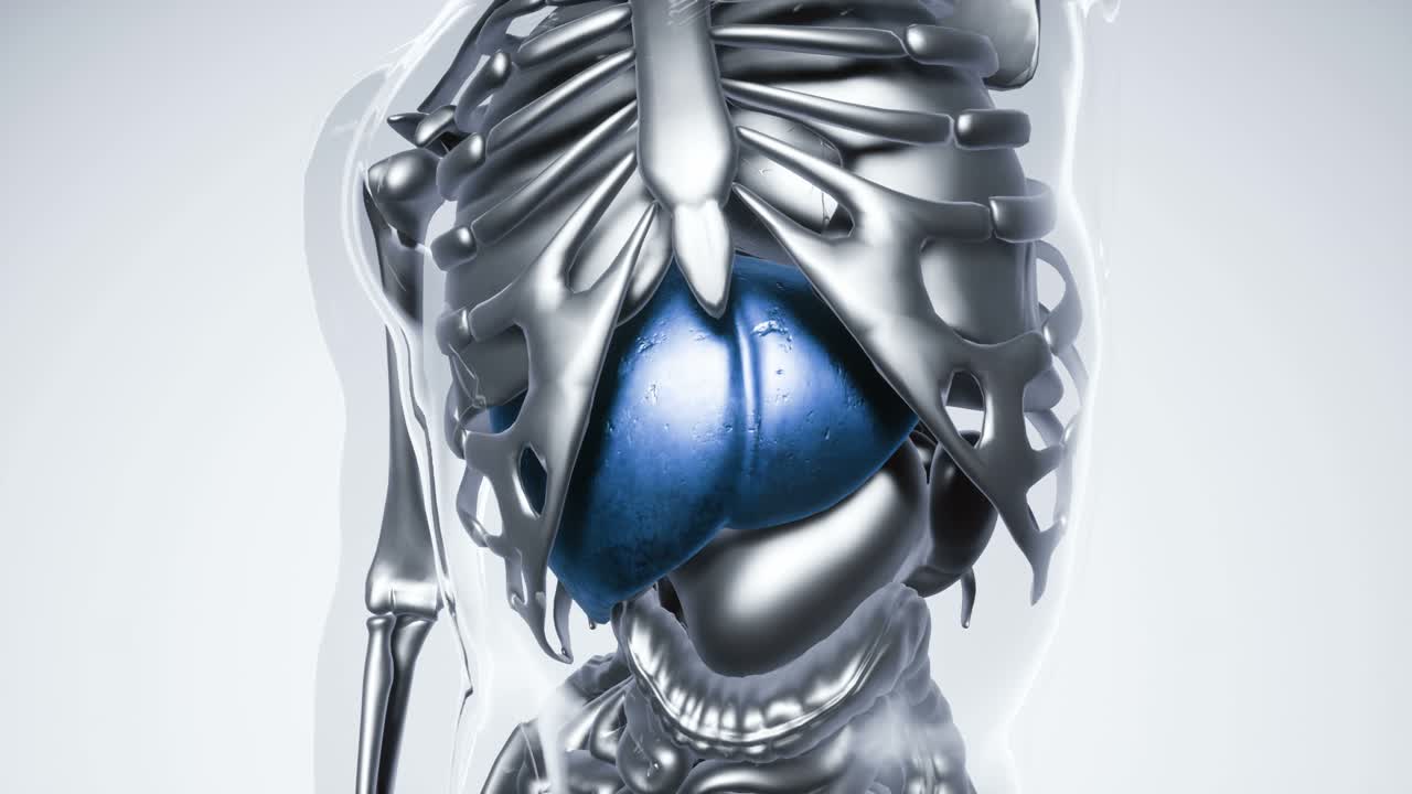 Human Liver Model with all Organs and Bones
