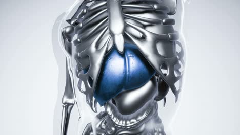 Human-Liver-Model-with-all-Organs-and-Bones