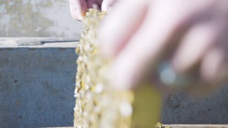 close up view of beekeeper lifting up honeycomb board from apiary box