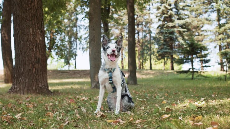 Beautiful dog at the park