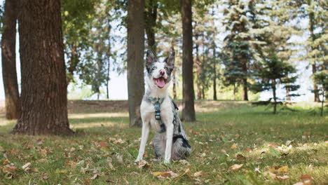 beautiful dog at the park