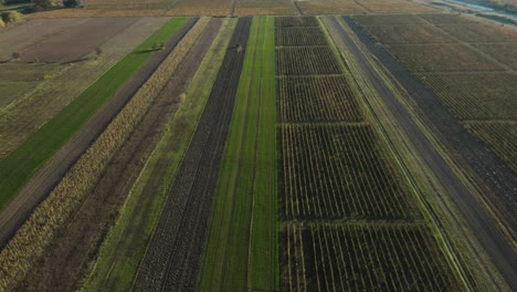vast farmland of the vineyard in kakheti region of eastern georgia