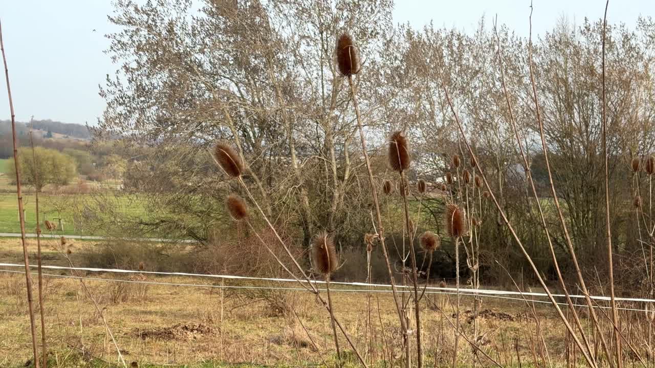 Tørrede kartebolleplanter står på en landlig mark med træer i baggrunden.