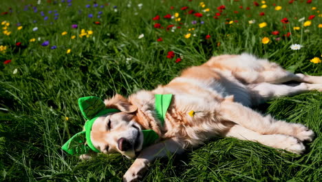 a golden retriever dog in a green headband and bow tie lying in a grassy field on a sunny day