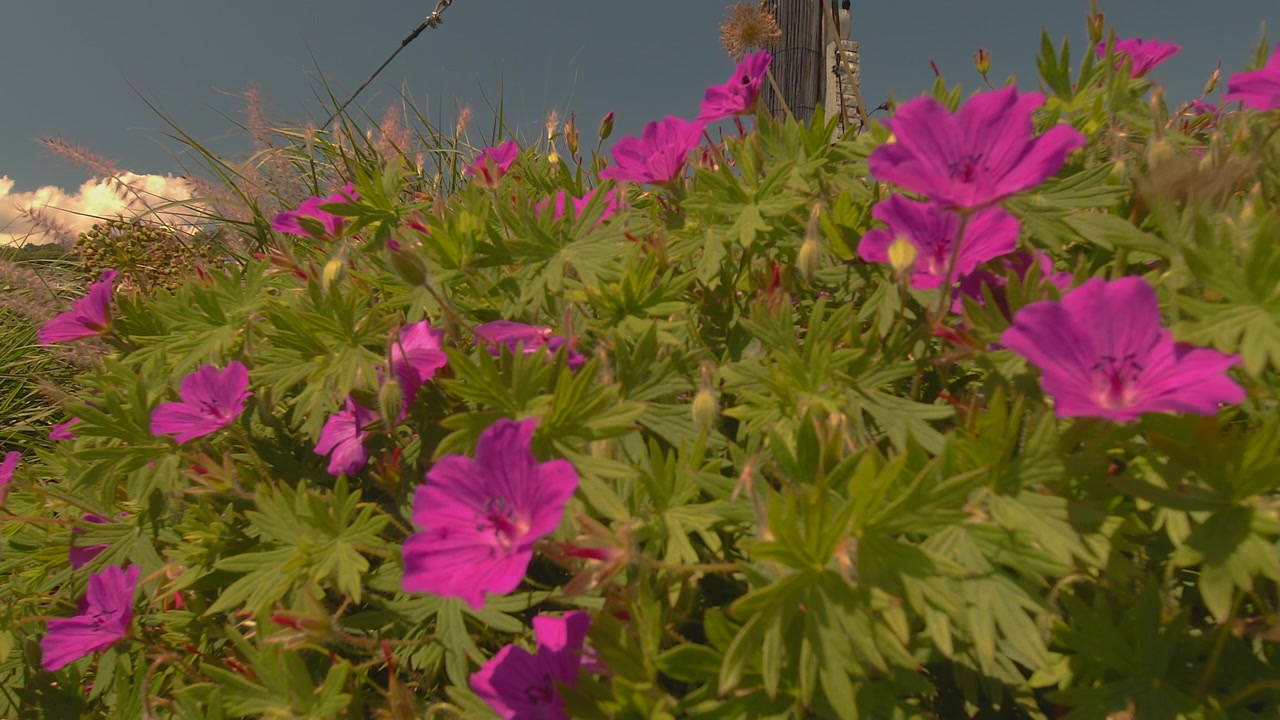 Colourful flowers with bees pollinating them and flying about