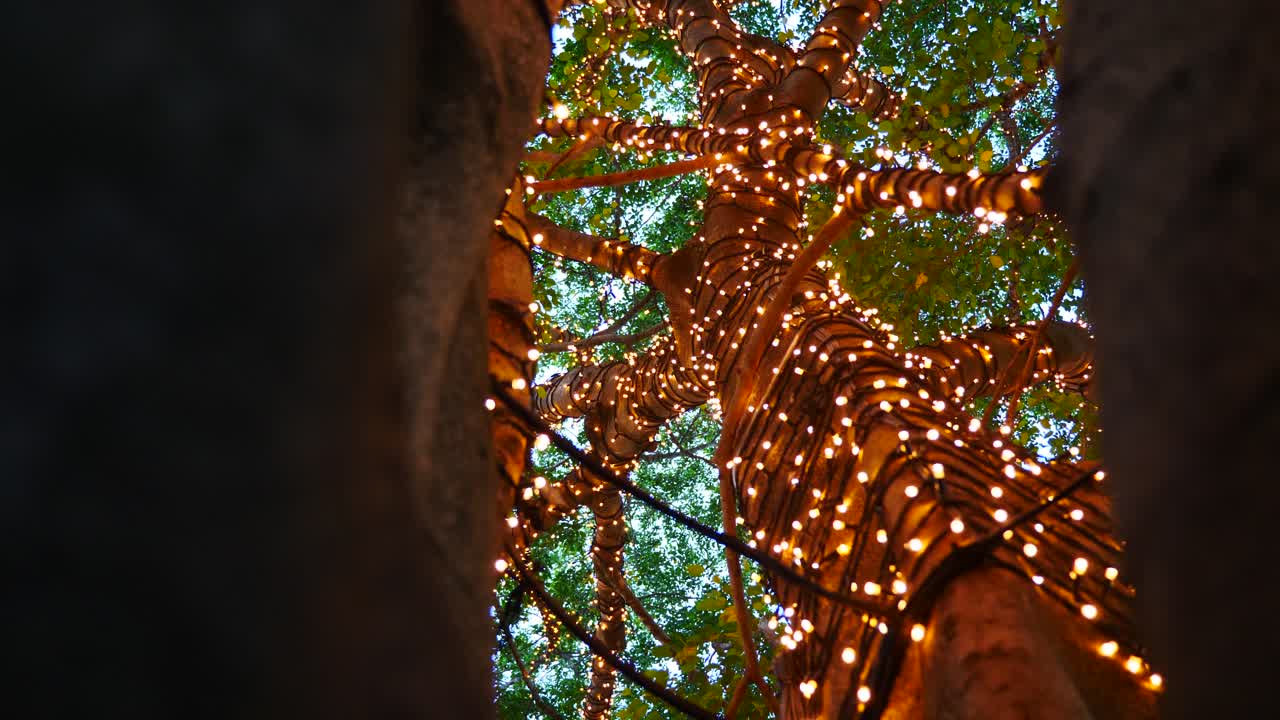 나무에 x mas led 장식 조명 설정