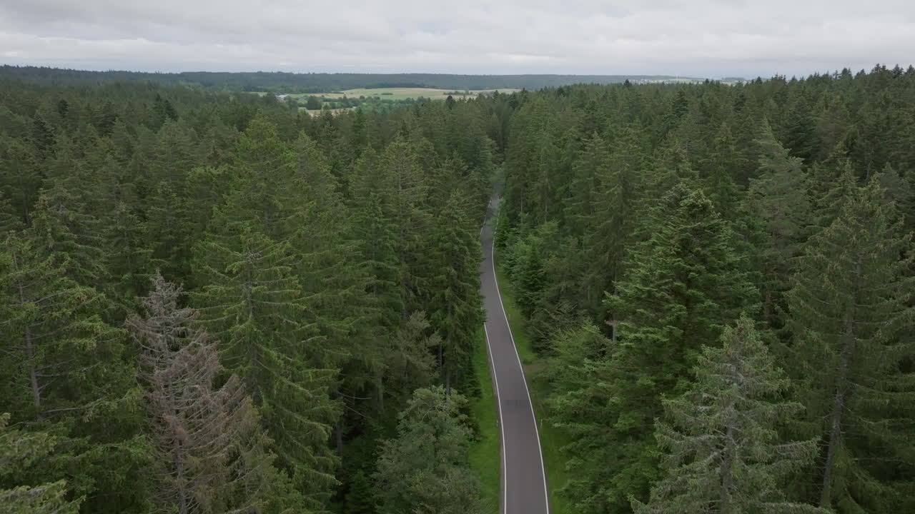 High aerial flight over forest road between tall trees