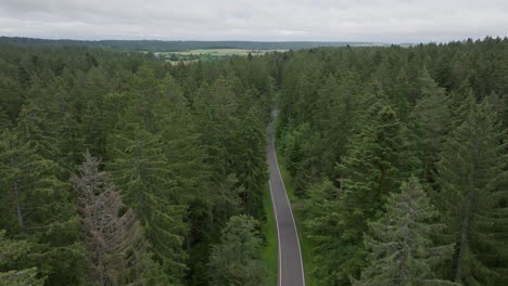 vuelo aéreo alto sobre la carretera del bosque entre árboles altos