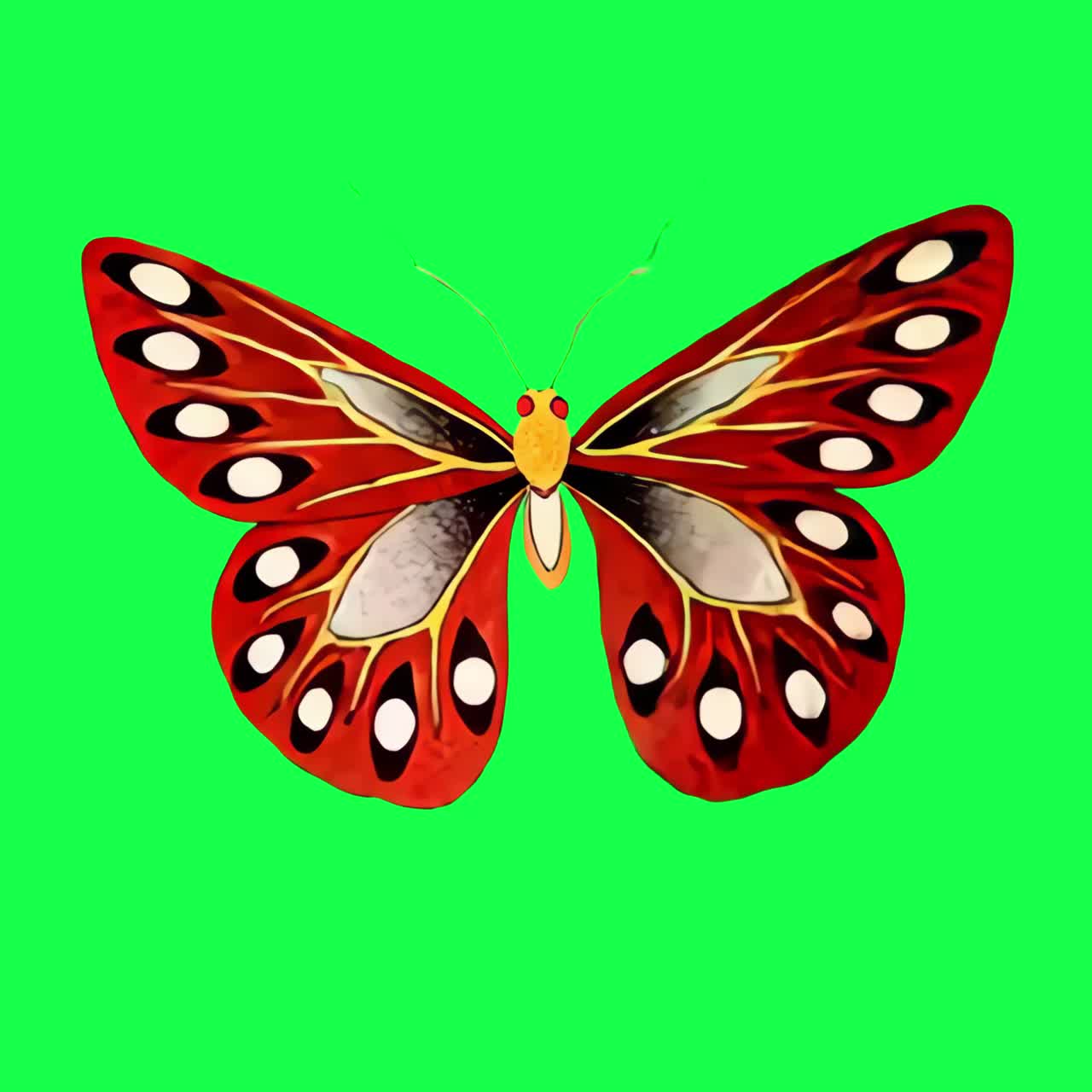 Vintage fluttering butterfly animation, transparent 4K video, green ...