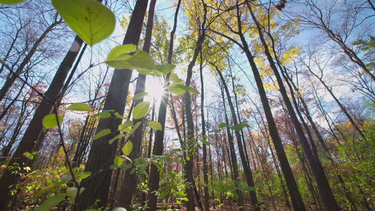 movimiento lento y suave a través del bosque mirando hacia el sol en un brillante día de otoño