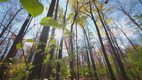 Slow-gentle-motion-through-the-forest-looking-toward-the-sun-on-a-bright,-autumn-day