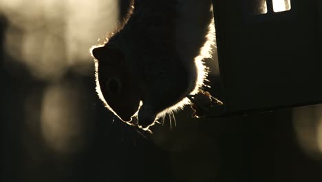 backlit grey squirrel feeding upside down bird feeder slow motion nature animal wildlife