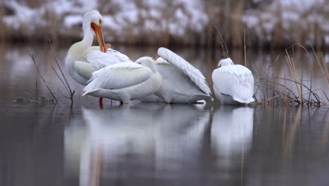 A-flock-of-White-American-Pelicans