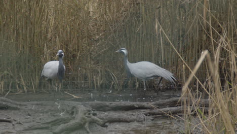 wide-shot-of-two-common-crane-birds-walking-around