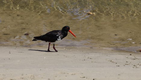 bird examines and moves egg along sandy shore