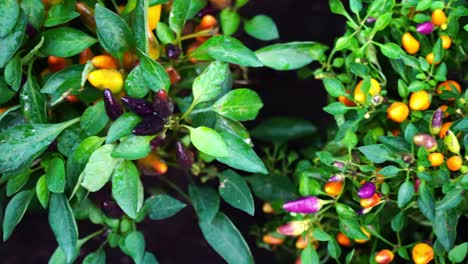 Jalapeno-in-Different-Colors-Freshly-Growing-on-Bush,-Close-Up,-Dolly,-Singapore