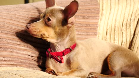 little dog sitting on couch