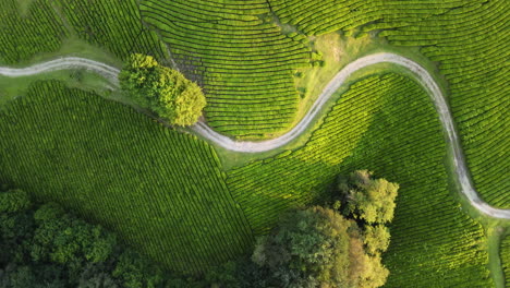 vista aérea girando sobre una carretera en medio de una plantación de té verde, hora de oro en rusia