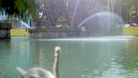 cámara lenta de 4k: una fuente de agua en un lago con un cisne nadando en primer plano