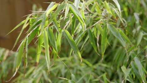 summer video footage of fountain bamboo moving slowly in the breeze on a sunny day