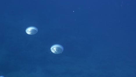 underwater close to surface with the sky view ocean scenery sun beams sun rays and air bubbles slow relaxing ocean backgrounds