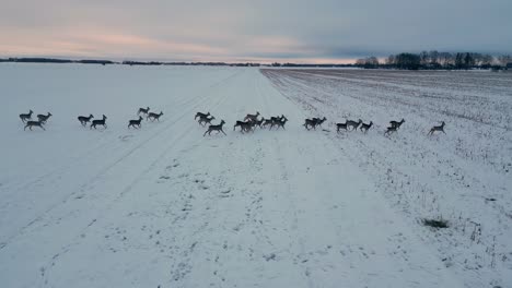 Herde-Von-Hirschen-Läuft-In-Verschneiten-Winterwald-Weiße-Landschaft-Bei-Sonnenuntergang-In