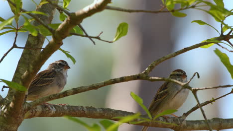 chipping sparrows perched on a tree branch being alert and cautious