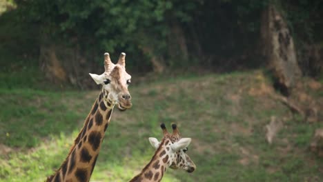 giraffe 巨型長鹿 動物 動物