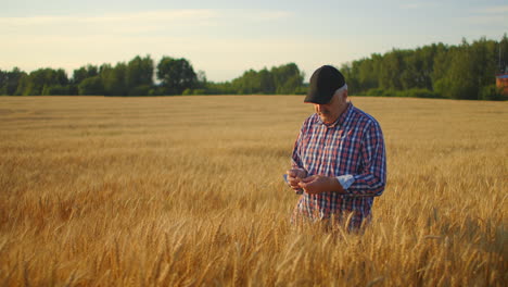 senior adult farmer in a field with spikes of rye and wheat touches his hands and looks at the grains in slow motion