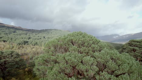 imágenes de drones del bosque de pinos silvestres