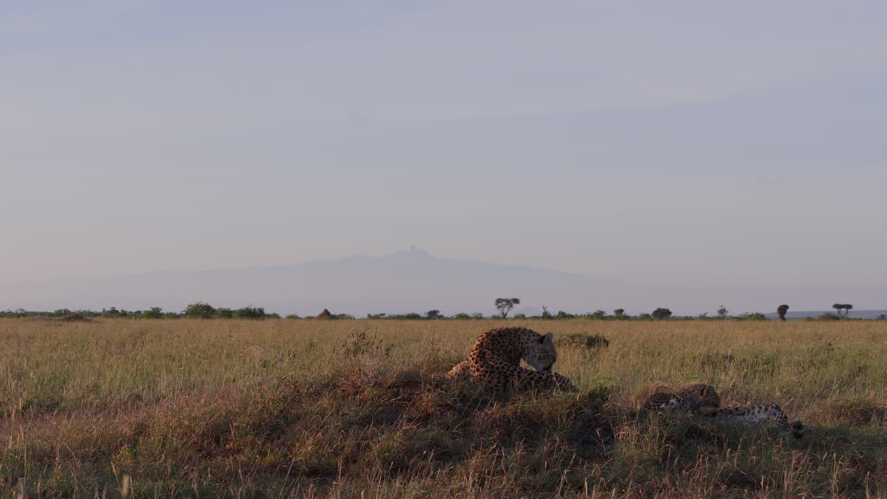 Gepard og unge, der hviler på afrikansk savanne med Mount Kenya i baggrunden