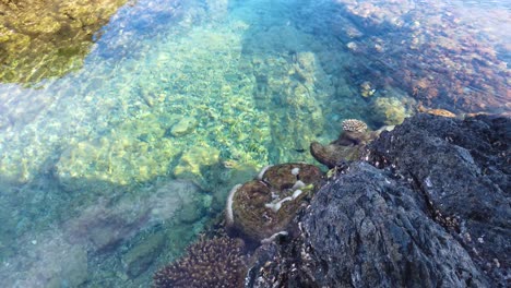 tsukasaki-gezeitenbecken am yakushima-korallenriff, kagoshima, japan