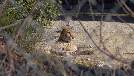 Guepardo-En-Peligro-De-Extinción-Descansando-Acostado-En-Un-Zoológico