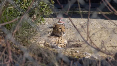 guepardo en peligro de extinción descansando acostado en un zoológico