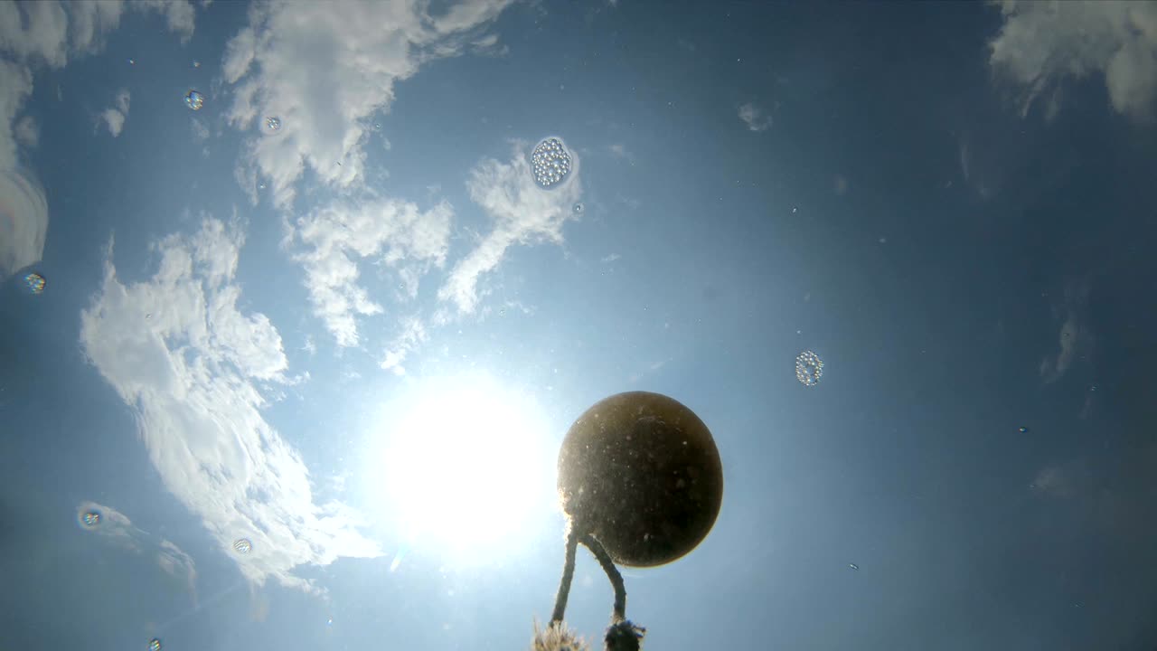 해수면에서 해변에 있는 로프에 있는 보호 플로트들의 수중 풍경