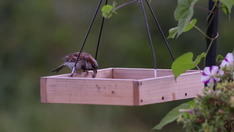 Small-bird-eating-on-a-tray-style-feeder-in-Maine