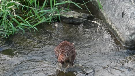 Waschbärenfischen-Zwischen-Felsen-In-Flachem-Feuchtgebiet