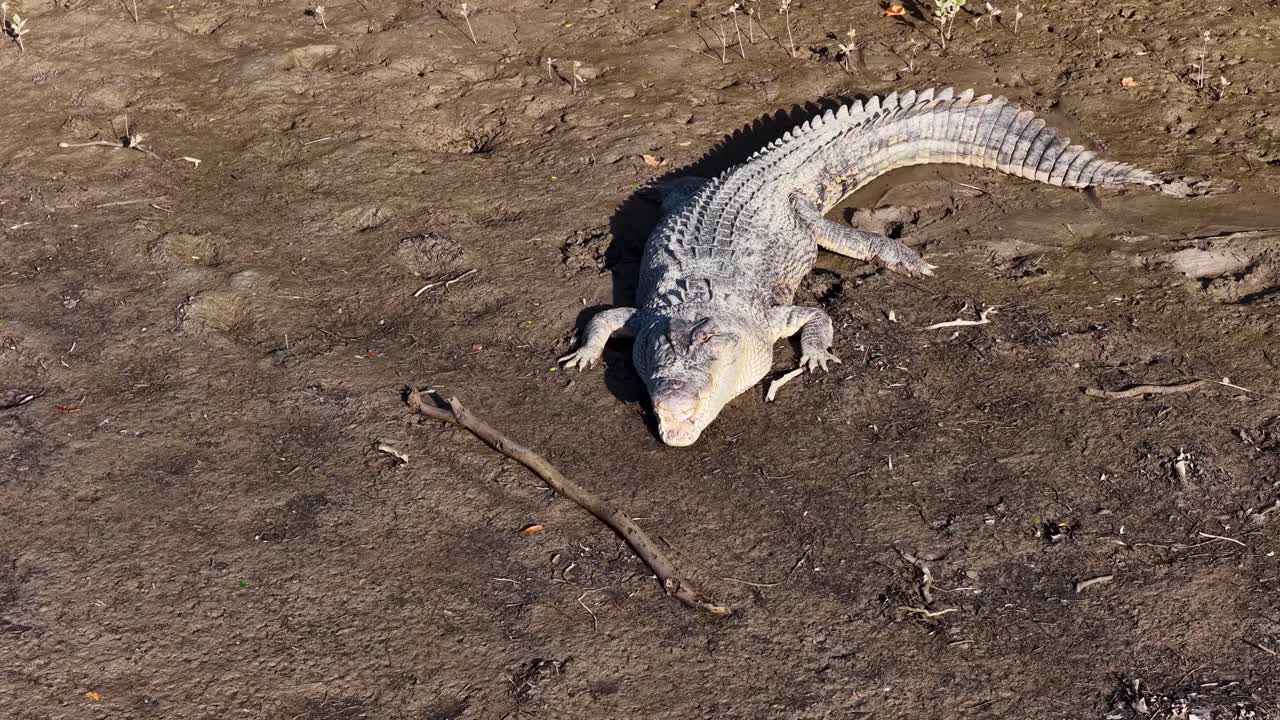 A saltwater crocodile lies motionless on a sunlit, muddy riverbank in Port Douglas, Australia, showcasing its textured scales