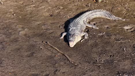 a saltwater crocodile lies motionless on a sunlit, muddy riverbank in port douglas, australia, showcasing its textured scales